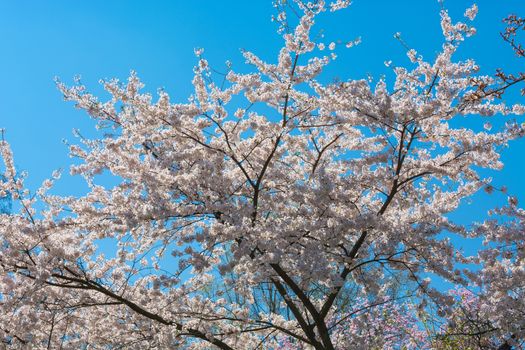 Beautiful fascinating spring scene with blue sky.