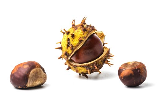 Chestnut fruit half open and nuts on white background