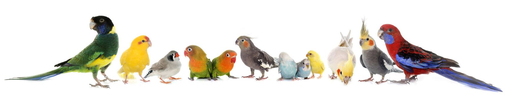 common pet parakeet, African Grey Parrot, lovebirds, Zebra finch and Cockatie lin front of white background
