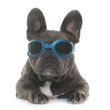 puppy french bulldog in front of white background