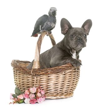 baby gray parrot and puppy french bulldog in front of white background