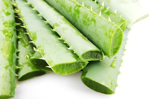 Aloe Vera Plant