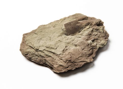stone with fossils on a white background