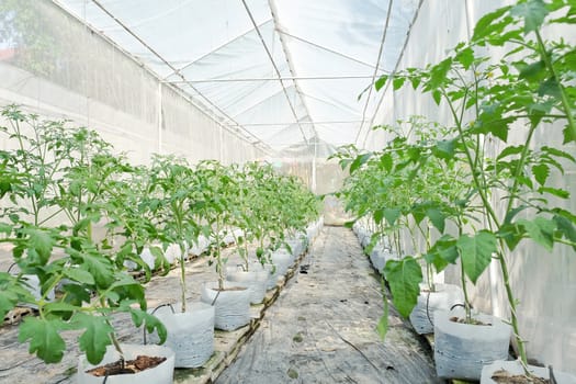 Plant nursery of organic vegetable