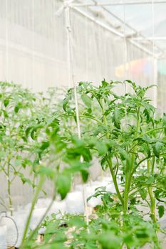 Plant nursery of organic vegetable