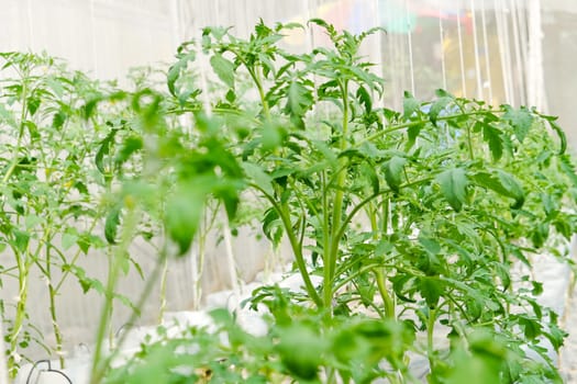 Plant nursery of organic vegetable