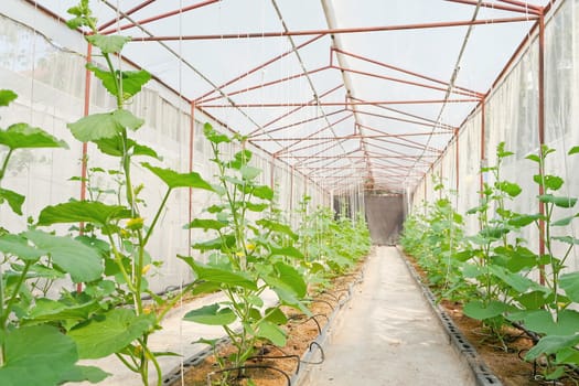 Plant nursery of organic vegetable