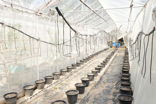 greenhouse, plant nursery
