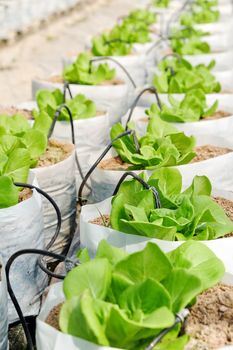 Young plants growing in nursery.
