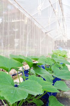 Young plants growing in nursery.