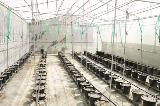 greenhouse, plant nursery