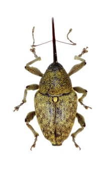 Acorn Weevil on white Background  -  Curculio glandium (Marsham, 1802)