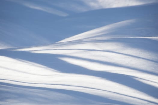 Abstract. Trees casting blue shadows in the fresh snow.  Image has blue undulating lines and shadows in the fresh snow in the foreground.