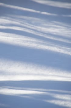 Abstract. Trees casting blue shadows in the fresh snow.  Image has blue undulating lines and shadows in the fresh snow in the foreground.