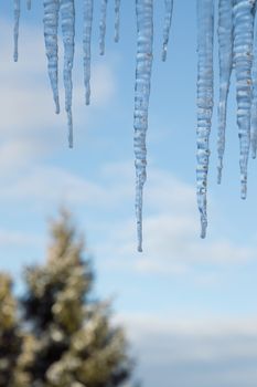 Closeup of a group of sparkling icicles against a blue sky and conifer tree