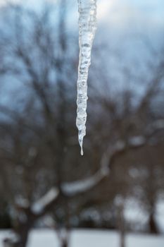 Closeup of a one sparkling icicle against black clouds and a snow covered apple tree