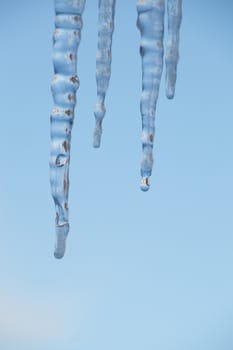 Closeup of icicles against a blue sky/ One has a clear water drop about to fall.