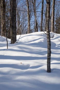 Abstract. Trees casting blue shadows in the fresh snow.  Image has trees in the background on a slope, then blue lines and shadows in the snow in the foreground.