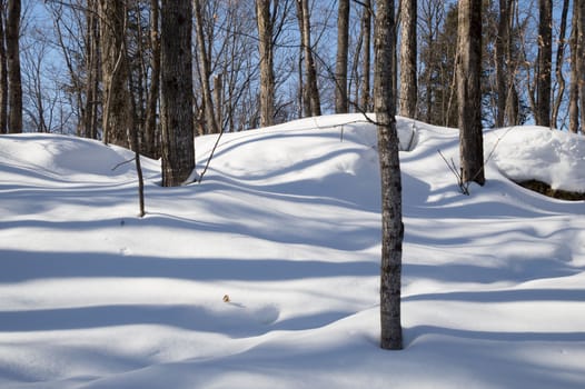 Abstract. Trees casting blue shadows in the fresh snow.  Image has trees in the background on a slope, then blue lines and shadows in the snow in the foreground.