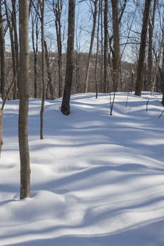 Abstract. Trees casting blue shadows in the fresh snow.  Image has trees in the background with a hill visibale in the distance, then blue lines and shadows in the snow in the foreground.