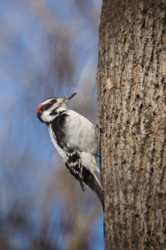 Downy woodpecker on an Ash tree trunk in wintertime. Bright sunshine illuminates this little bird and blue sky background.