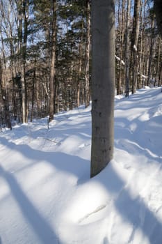 Abstract. Trees casting blue shadows in the fresh snow.  Image has trees in the background on a slope, then blue lines and shadows in the snow in the foreground.