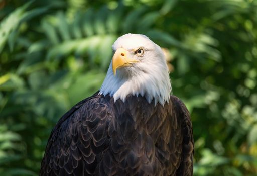 Color portrait of a bald eagle, Oregon, USA