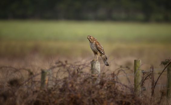 A wild hawk is perched on a fence post and looking on.