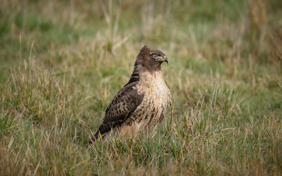 A wild hawk in nature sitting on grass.