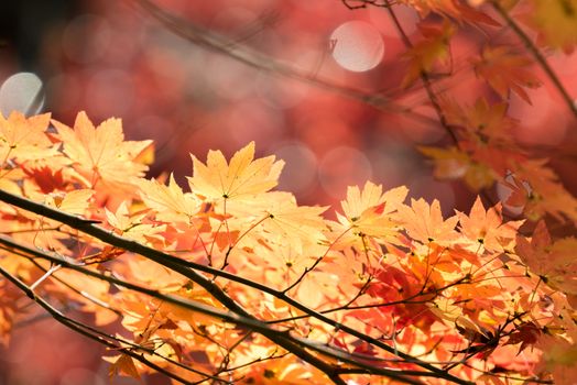 Red leave of maple tree for autumn  fall background
