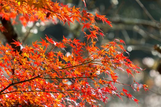 Red leave of maple tree for autumn  fall background