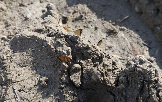 Orange and black butterfly perched in the mud