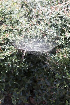 Thick spiderweb