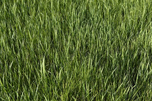 Green grass. natural background texture. fresh spring green grass.