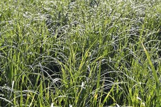 Green grass. natural background texture. fresh spring green grass.