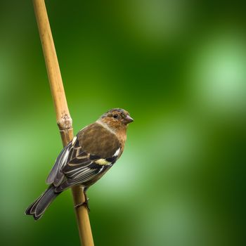 A Female Chaffinch On A Stick Of Bamboo Against A Blurred Green Background