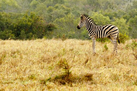 Baby Zebra standing in the field of grass.