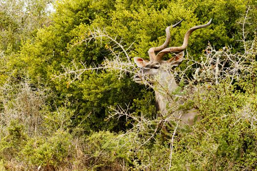 Greater Kudu standing and hiding behind the thorny bushes.