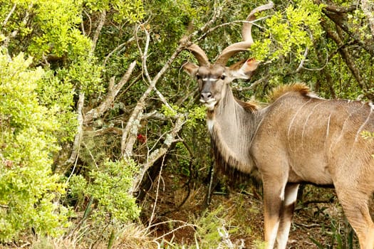 Greater Kudu standing and hiding between the bushes.