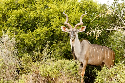 The Greater Kudu is a woodland antelope found throughout eastern and southern Africa. Despite occupying such widespread territory, they are sparsely populated in most areas.