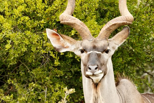 Headshot of a Greater Kudu in the bushes.