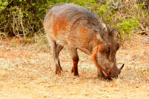 Side view of a common warthog eating grass in the field.