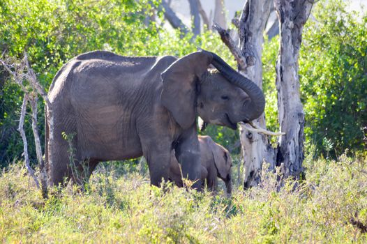 Elephant and her cub in Tsavo West park in Kenya