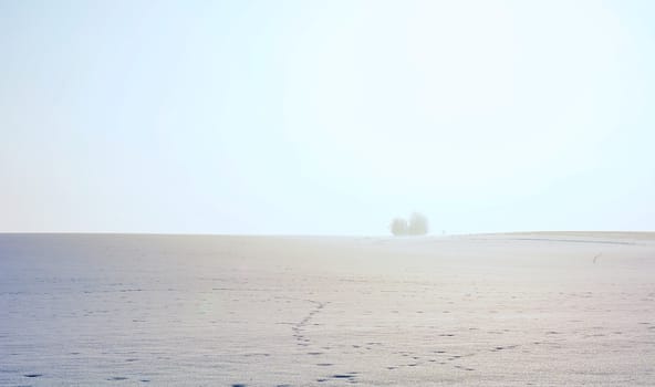 Minimalist winter landscape in the mist. Snowy field with a tree.