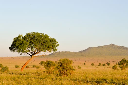 View of the savannah and mountains of West Tsavo Park in Kenya