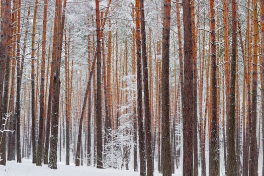 Fragment of a winter pine forest with the tree trunks covered with snow after a snowfall in a cloudy day
