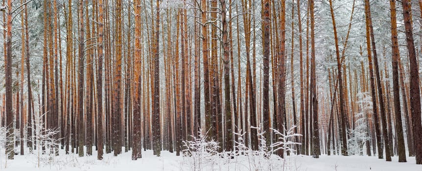 Panorama of the winter pine forest with the tree trunks and branches covered with snow after a snowfall in a cloudy day
