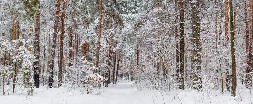 Panorama of the winter forest with the pines and deciduous trees covered with snow after a snowfall in a cloudy day
