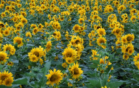 Beautiful landscape at Dalat countryside with sunflower field, yellow flower bloom vibrant, a beautiful place for Da Lat  travel 