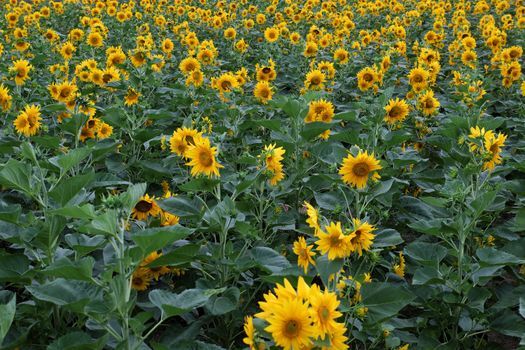 Beautiful landscape at Dalat countryside with sunflower field, yellow flower bloom vibrant, a beautiful place for Da Lat  travel 